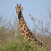 "Southern Giraffe" Kruger National Park, South Africa